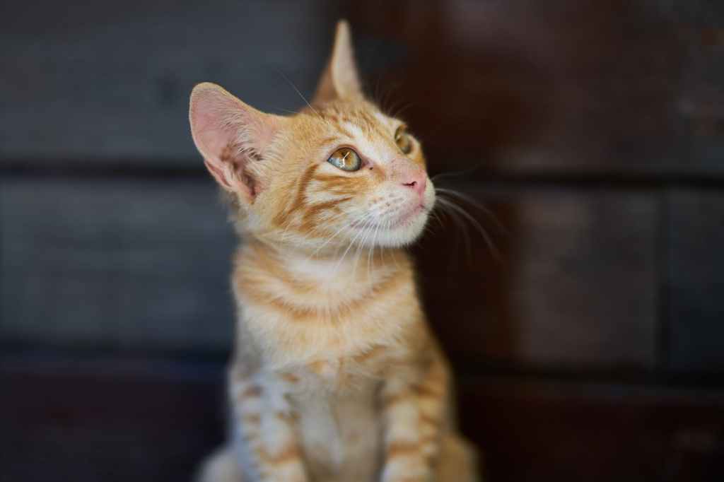 Kenapa Telinga Anjing atau Kucing Saya Dingin?