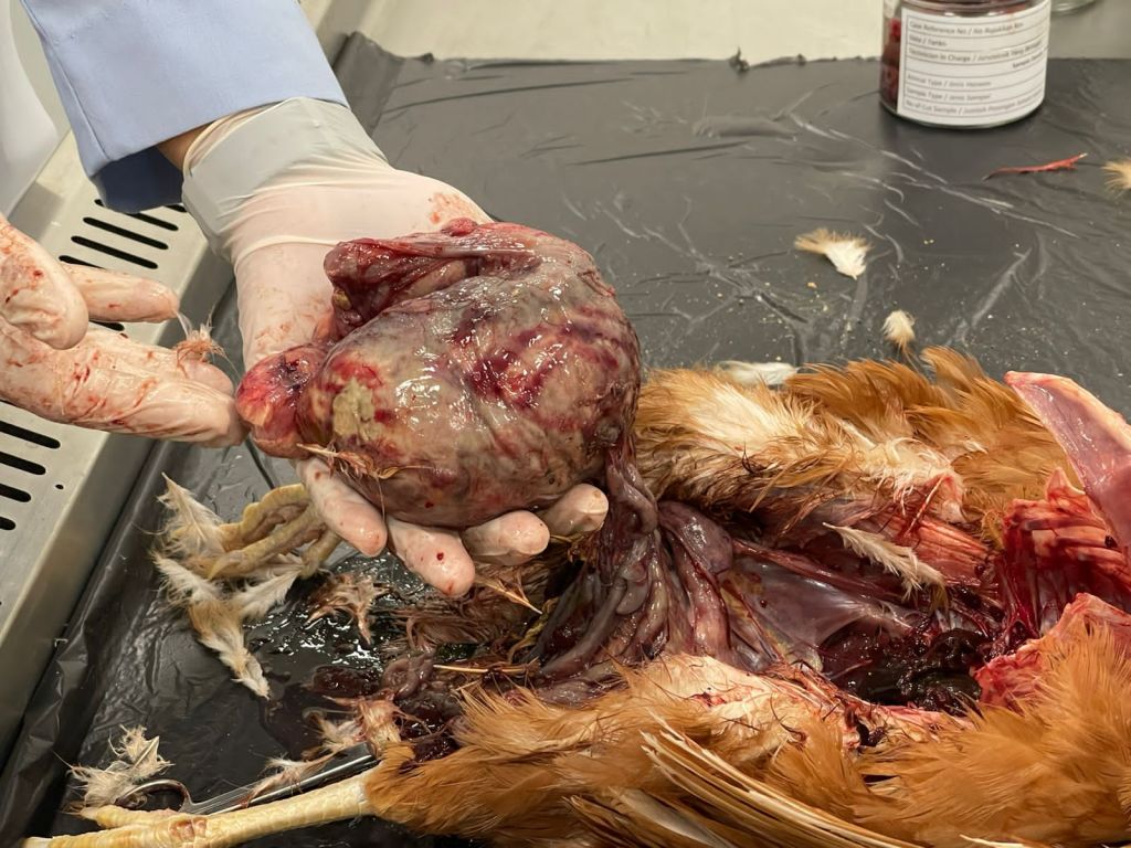 Egg Peritonitis pada Unggas