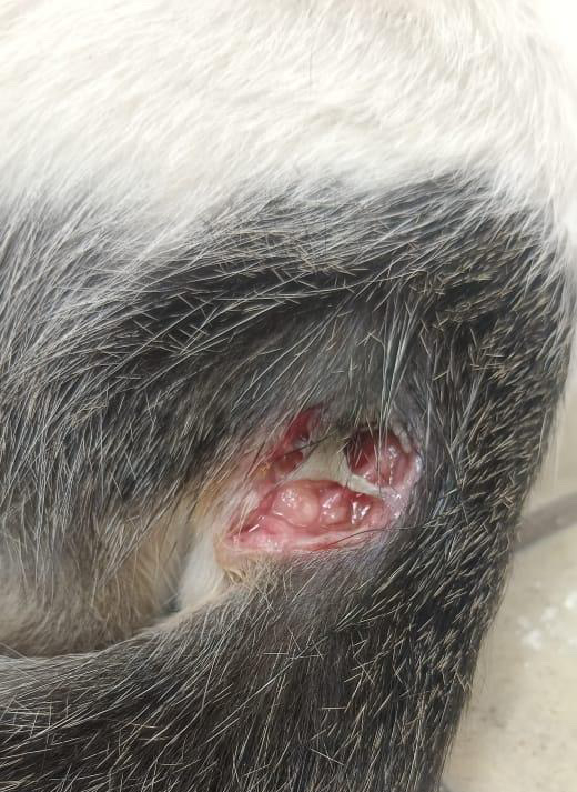 Penyakit Abses pada Ekor Kucing: Penyebab dan Pengobatannya