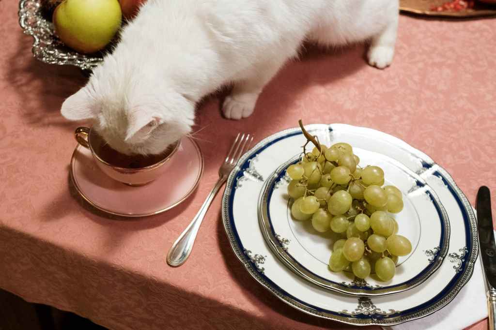 Makanan yang Tidak Boleh Diberikan pada Hewan Peliharaan (Anjing dan Kucing)